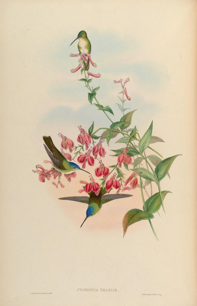 Cyanomyia franciae by John Gould
